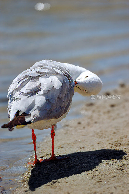 银鸥(学名:Chroicocephalus novaehollandae)